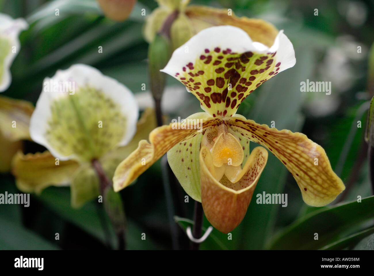 Signora di pantofole (Paphiopedilum) ibrido, giardini botanici in Germania, Europa Foto Stock