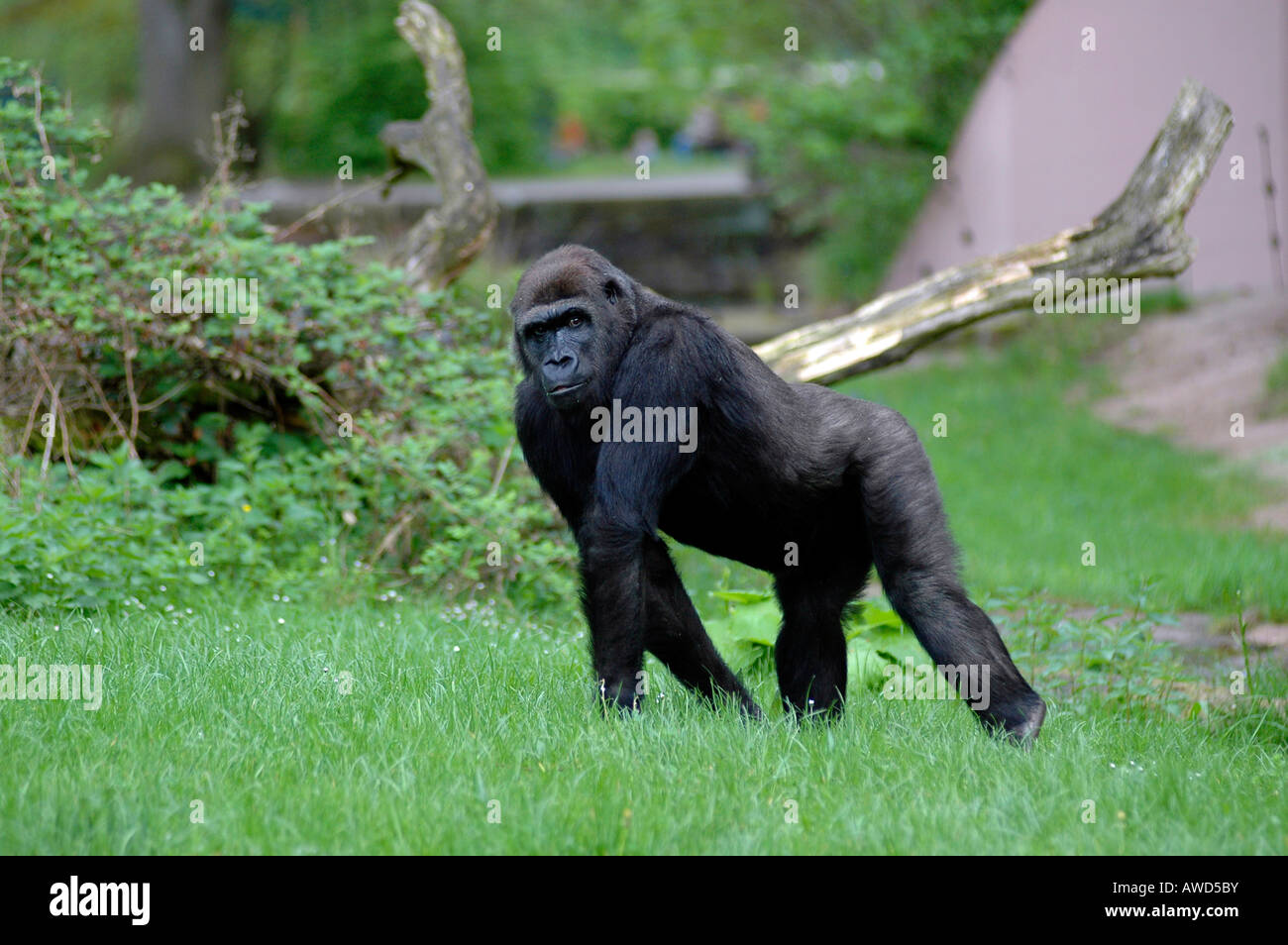 Western Gorilla (Gorilla gorilla) allo zoo in Germania, Europa Foto Stock