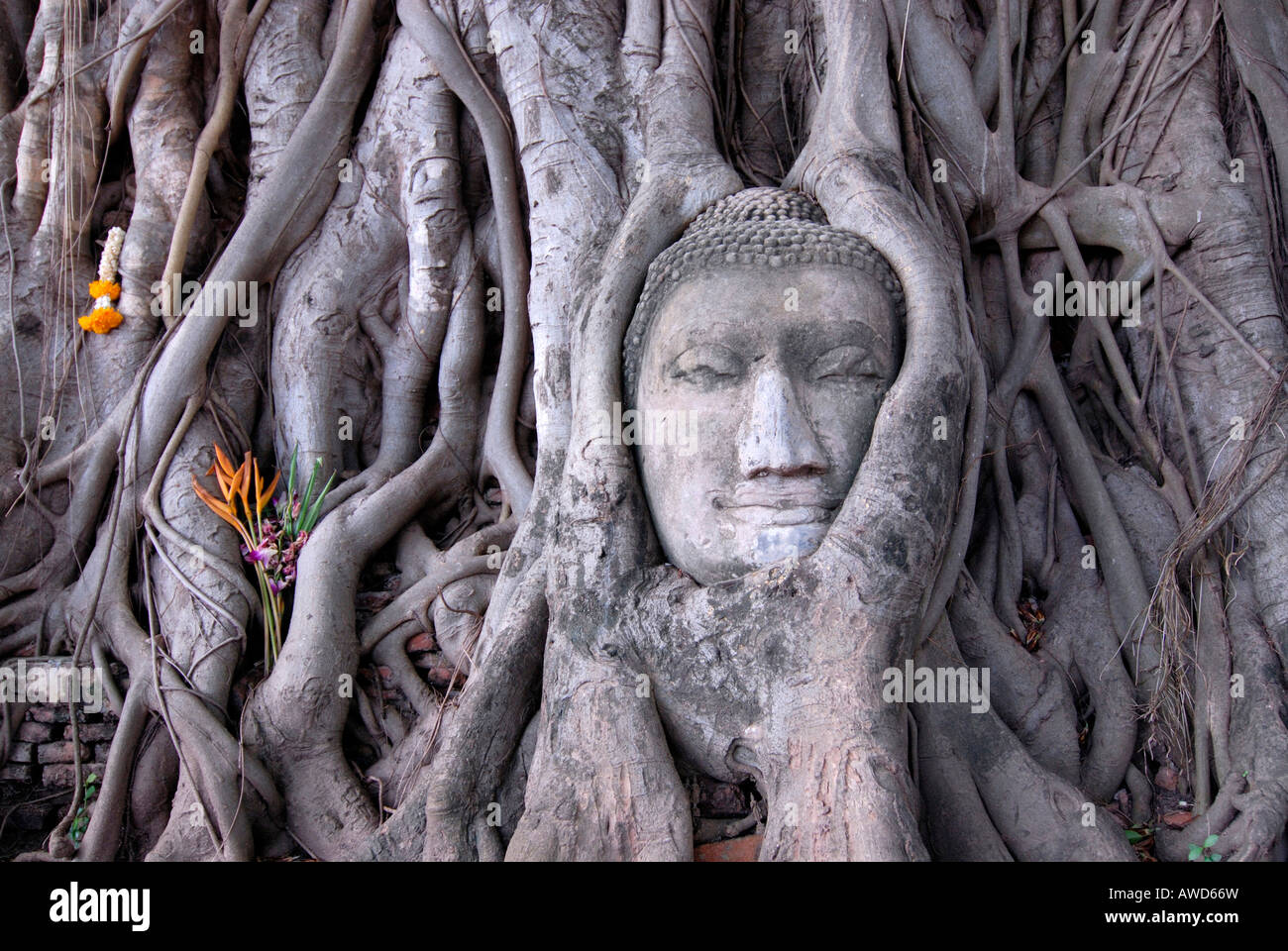 Testa di Buddha ricoperta con radici da un sacro Fig o Bo Tree (Ficus religiosa), Wat Mahathat, Ayutthaya, Thailandia, Sud-est una Foto Stock