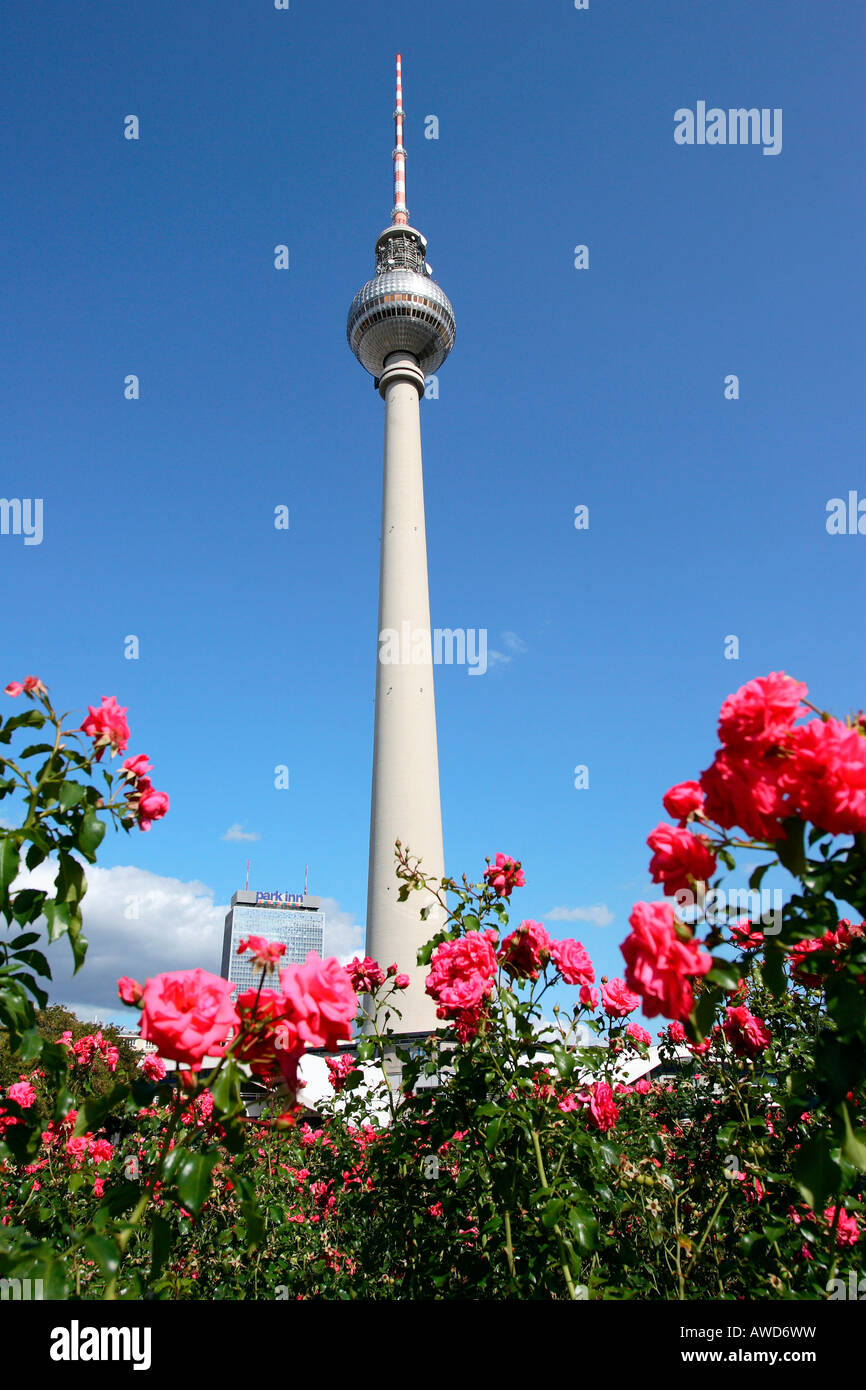 Le rose e la Torre della TV di Berlino in Germania, Europa Foto Stock