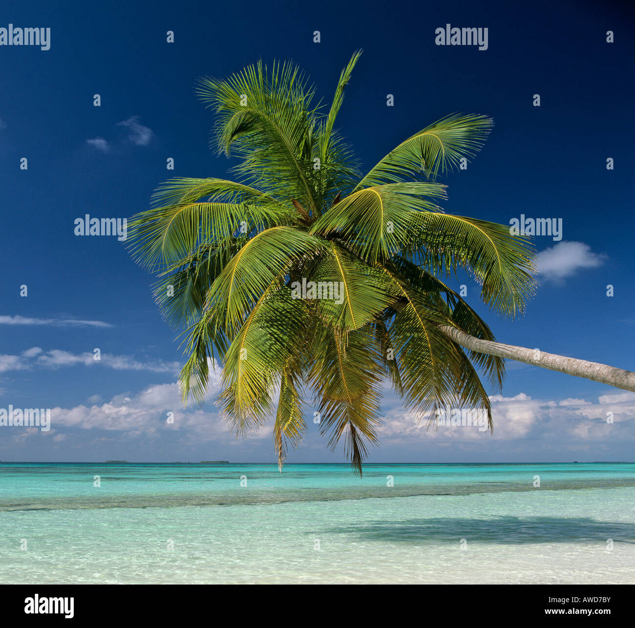 Palm tree, acque turchesi e la spiaggia, Maldive, Oceano Indiano Foto Stock