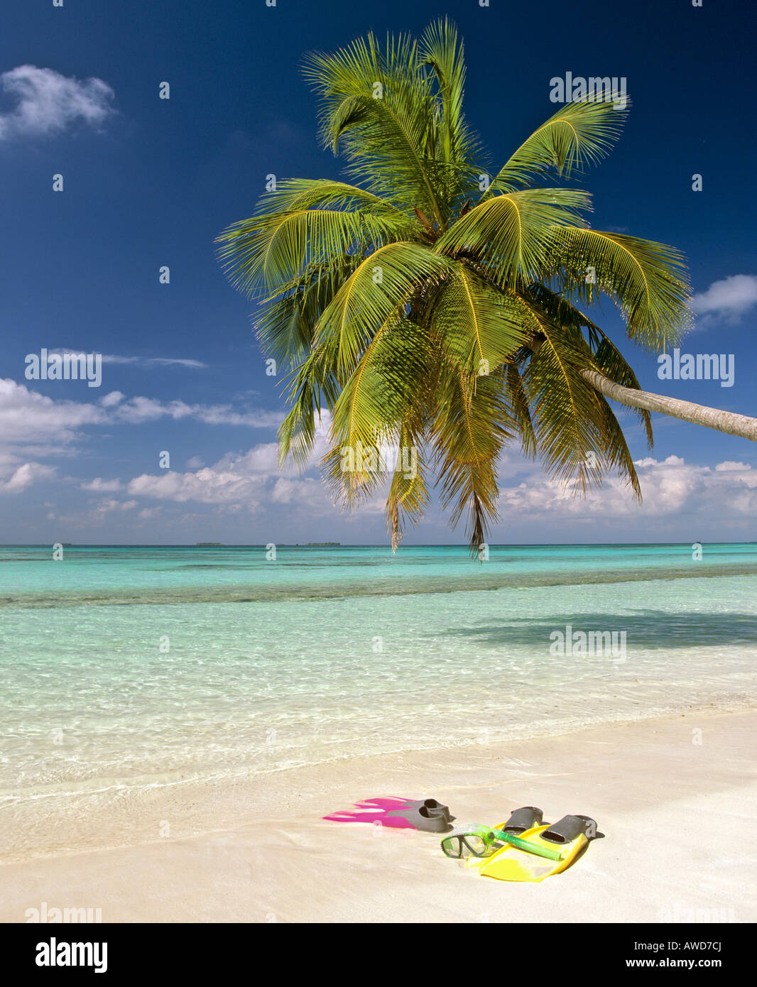 Palm tree, snorkeling, acque turchesi e la spiaggia, Maldive, Oceano Indiano Foto Stock