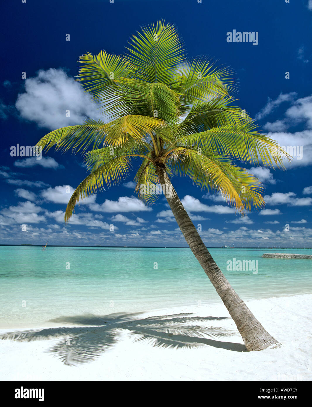 Palm Tree, la spiaggia e le nuvole, Maldive, Oceano Indiano Foto Stock