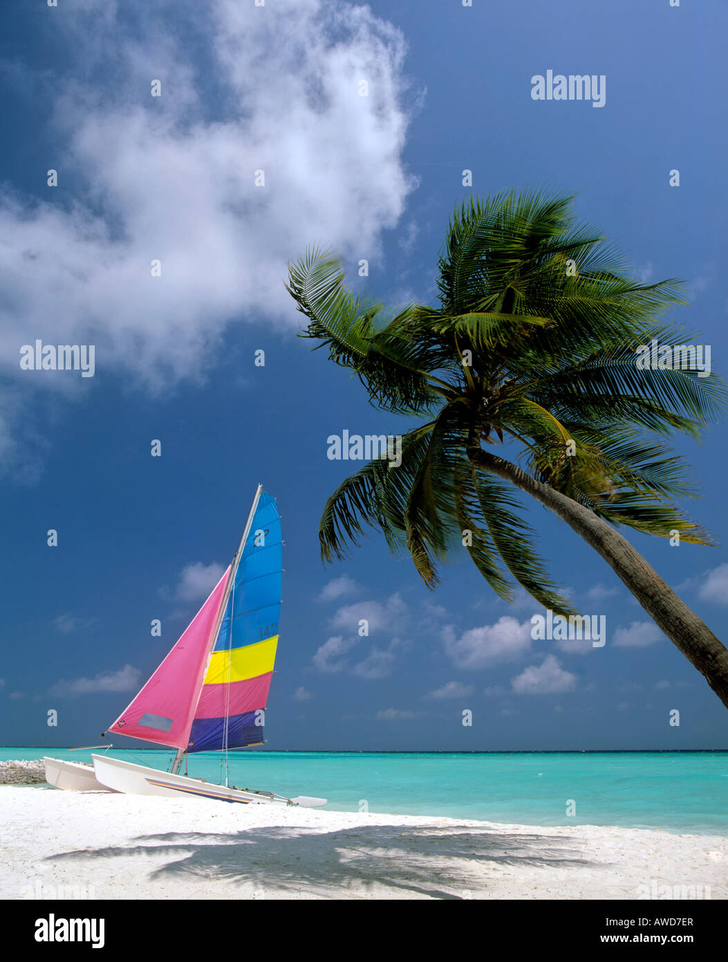 Palm Tree spiaggia sabbiosa e catamarano, Maldive, Oceano Indiano Foto Stock