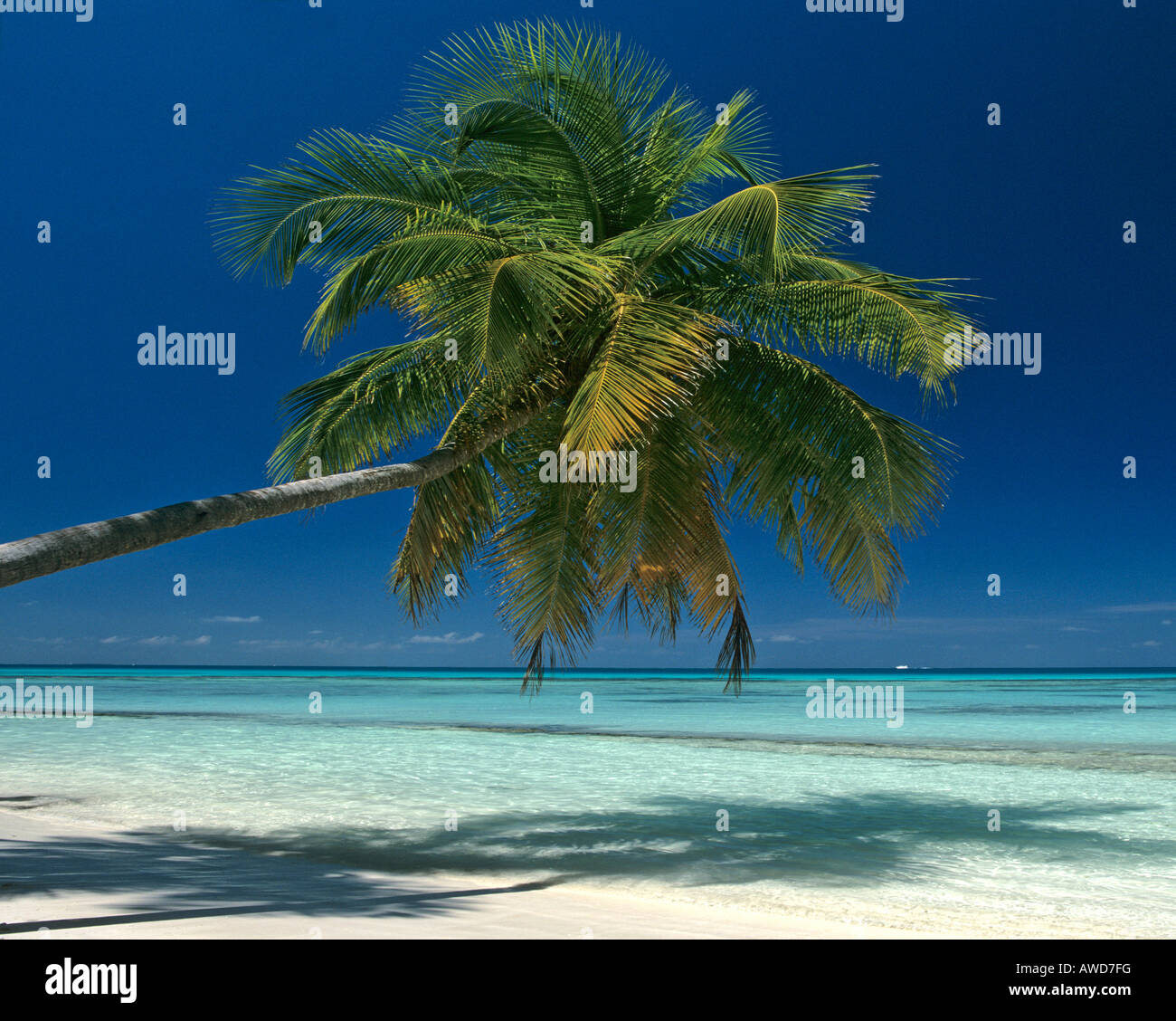 Palm Tree sulla spiaggia appesa sopra l'acqua, Maldive, Oceano Indiano Foto Stock