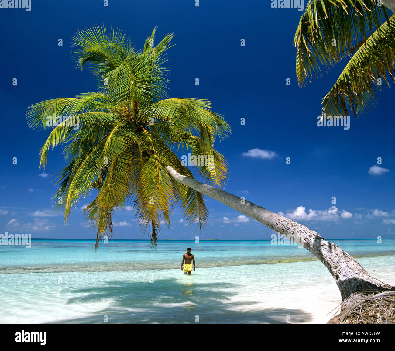 Palm Tree sulla spiaggia appesa sopra l'acqua, giovane guadare in acque poco profonde, Maldive, Oceano Indiano Foto Stock