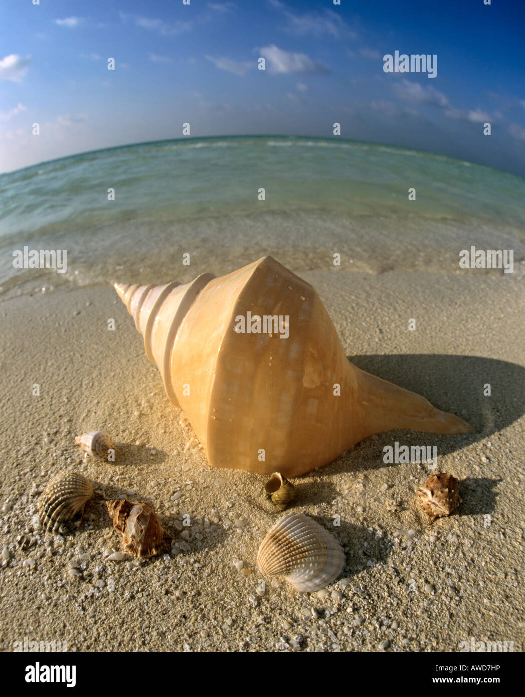 Conchiglie sulla spiaggia, obiettivo fisheye, Maldive, Oceano Indiano Foto Stock