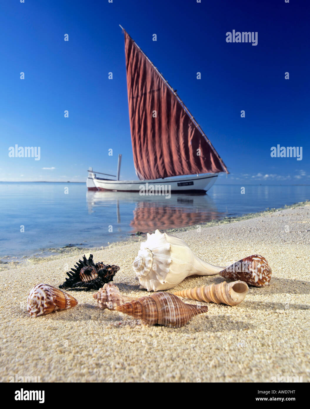 Conchiglie sulla spiaggia, barca a vela, calma laguna, Maldive, Oceano Indiano Foto Stock