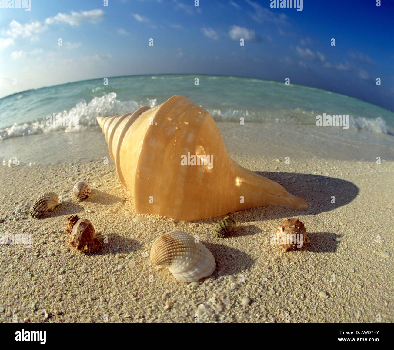 Conchiglie sulla spiaggia, obiettivo fisheye, Maldive, Oceano Indiano Foto Stock