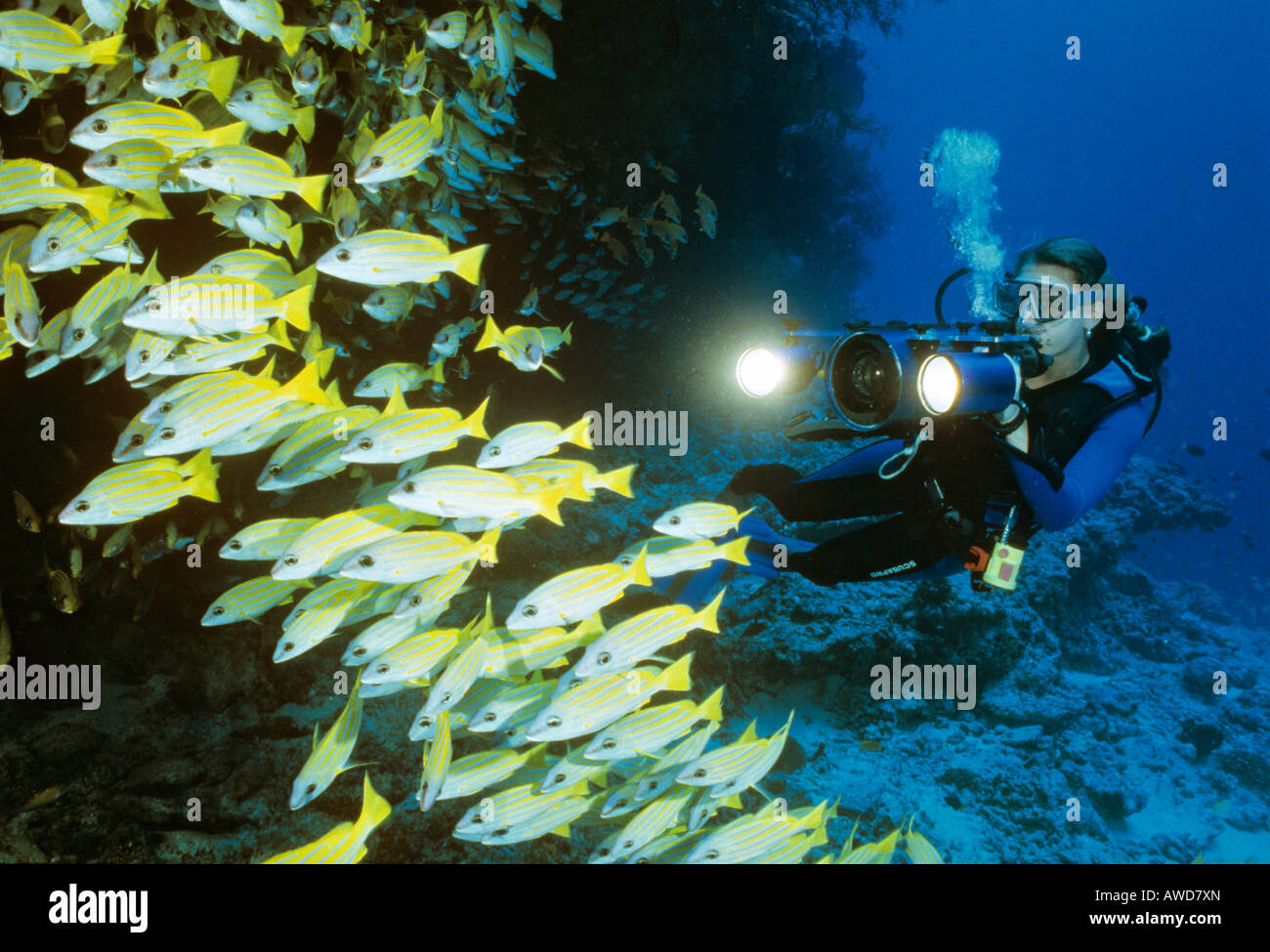 Bluestripe Snapper o Bluestripe Pesce persico (Lutjanus kasmira), sub e scuola di pesce, fotografia subacquea, Indian Oc Foto Stock
