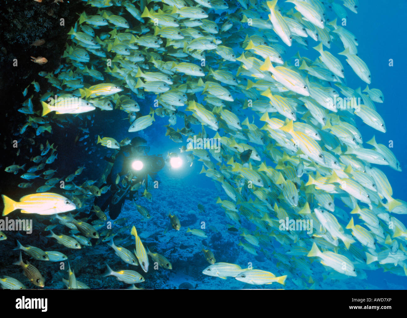 Bluestripe Snapper o Bluestripe Pesce persico (Lutjanus kasmira), sub e scuola di pesce, fotografia subacquea, Indian Oc Foto Stock