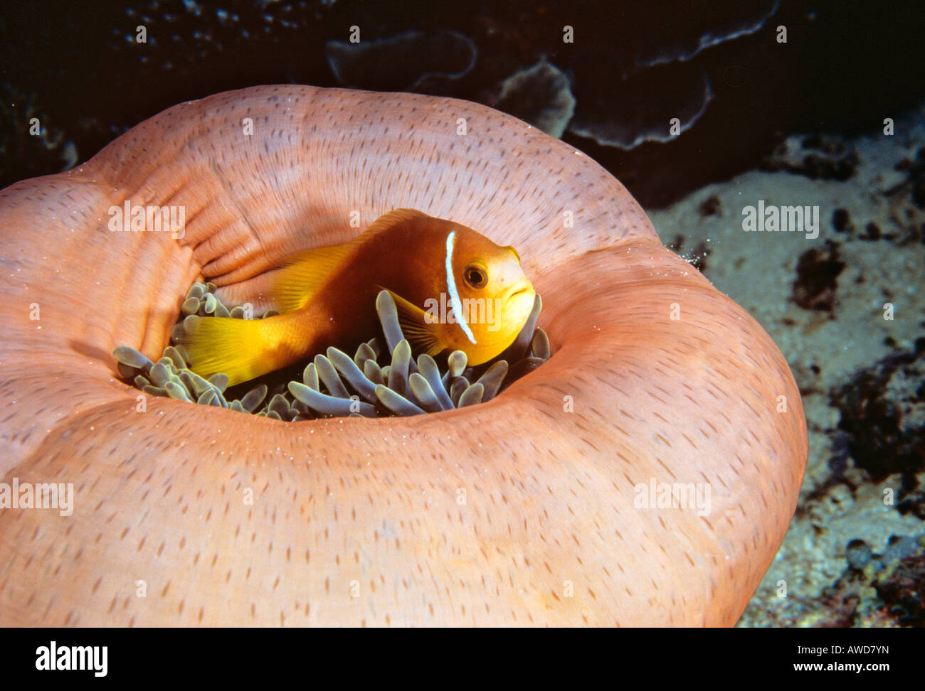 Blackfinned Anemonefish o Maldive Anemonefish (Amphiprion nigripes), anemone marittimo, simbiosi, fotografia subacquea, Indian Oc Foto Stock