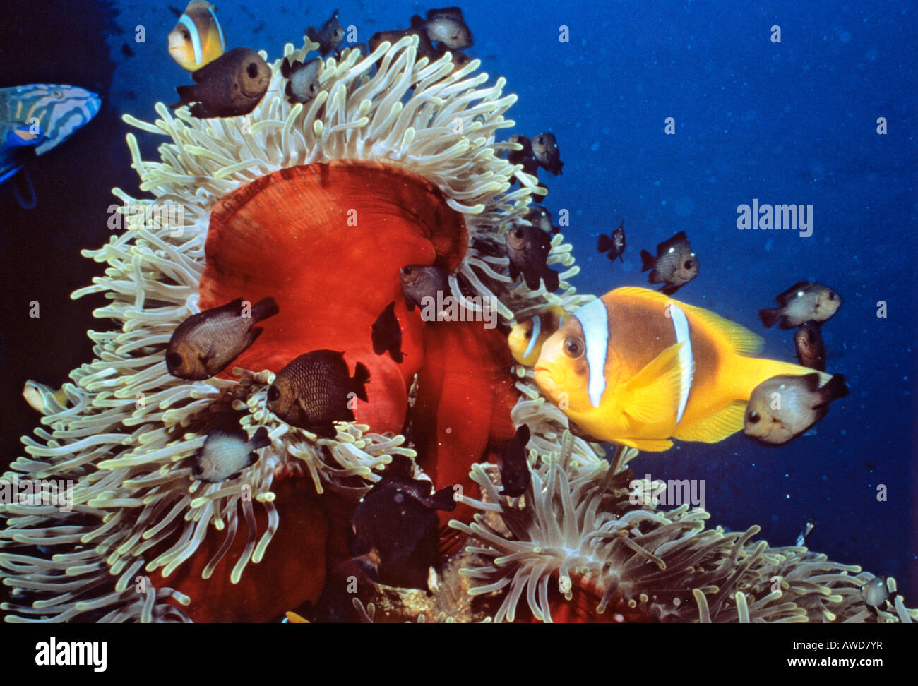 Mar Rosso o Clownfish Red sea Anemonefish o Twoband Anemonefish (Amphiprion bicinctus) e anemone marittimo (Actiniaria), simbiosi, Foto Stock