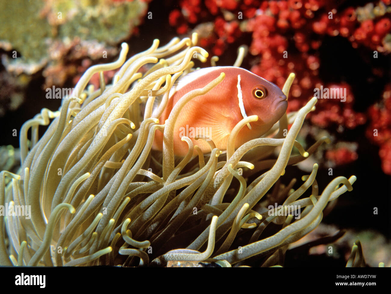 Rosa (Anemonefish Amphiprion perideraion), anemone marittimo, simbiosi, fotografia subacquea, Oceano Indiano Foto Stock