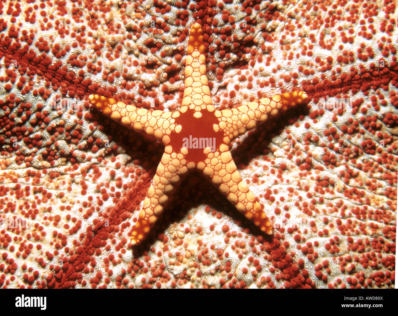 Marmo di colore arancione Starfish (Fromia monilis) mimetizzata in corallo, fotografia subacquea, Oceano Indiano Foto Stock