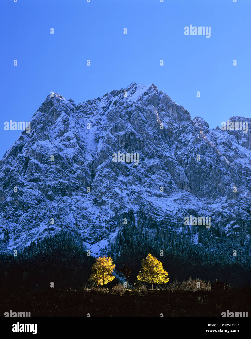 Mt. Waxenstein e alberi d'autunno, vista da Grainau, gamma di Wetterstein, Alta Baviera, Baviera, Germania, Europa Foto Stock