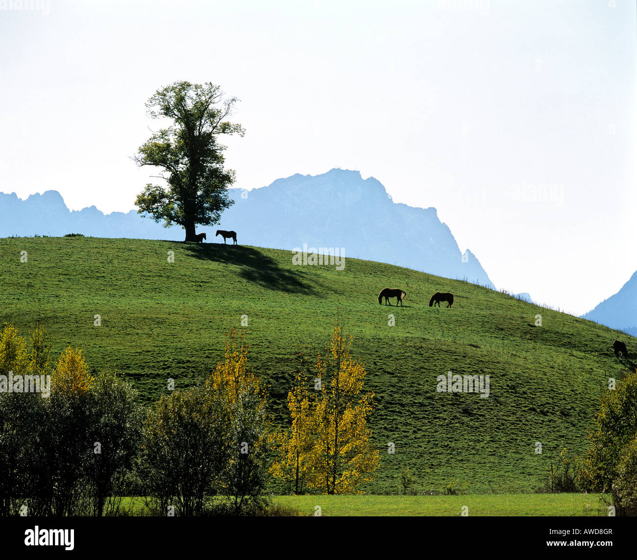 Hillside e cavallo paddock vicino a Eschenlohe nella gamma di Wetterstein, Alta Baviera, Baviera, Germania, Europa Foto Stock