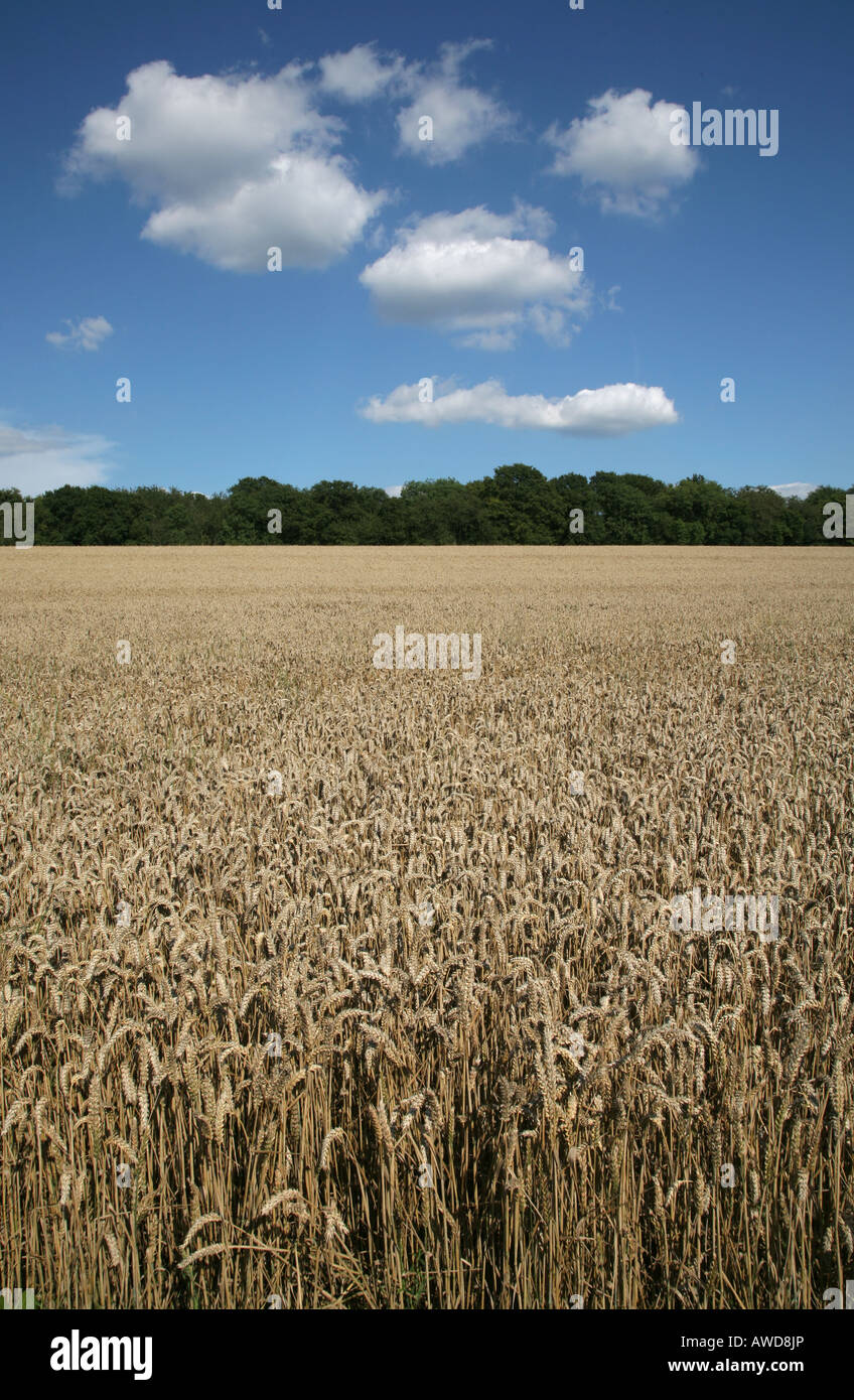 Campi di grano, Surrey, Inghilterra sud-orientale, REGNO UNITO Foto Stock