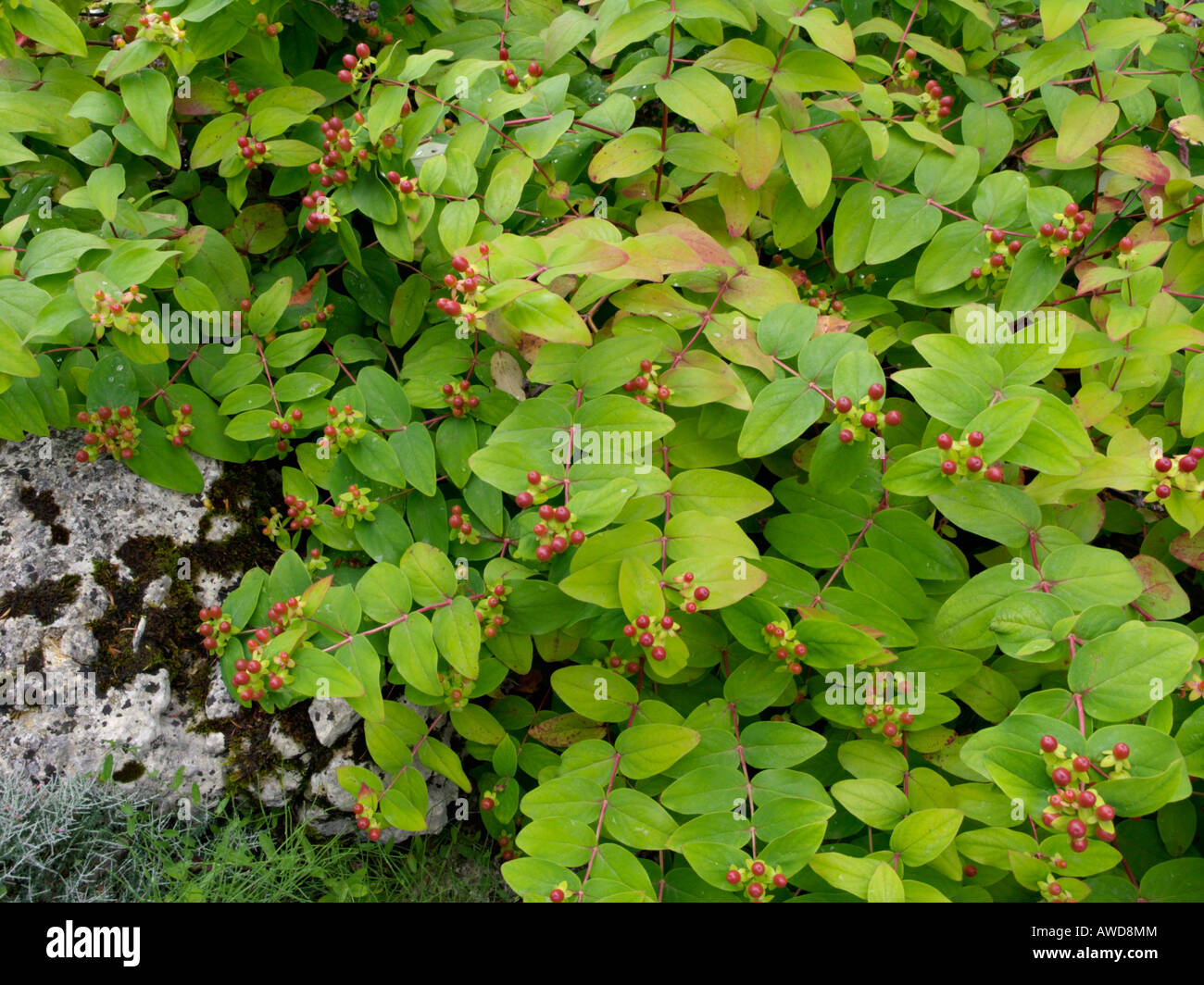 Tutsan (Hypericum androsaemum) Foto Stock