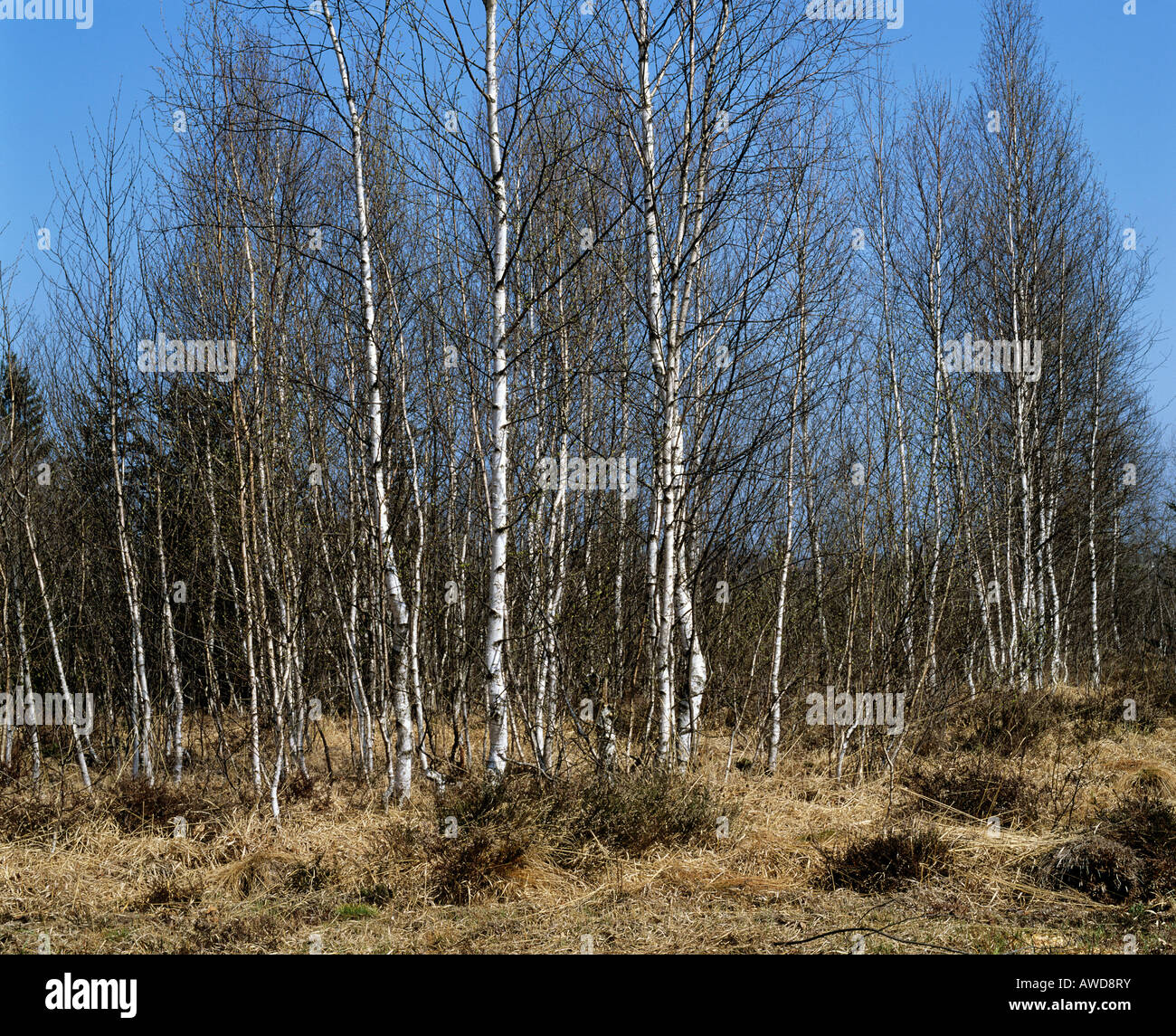 Murnau Moos, betulla in primavera, Murnau, Alta Baviera, Baviera, Germania, Europa Foto Stock