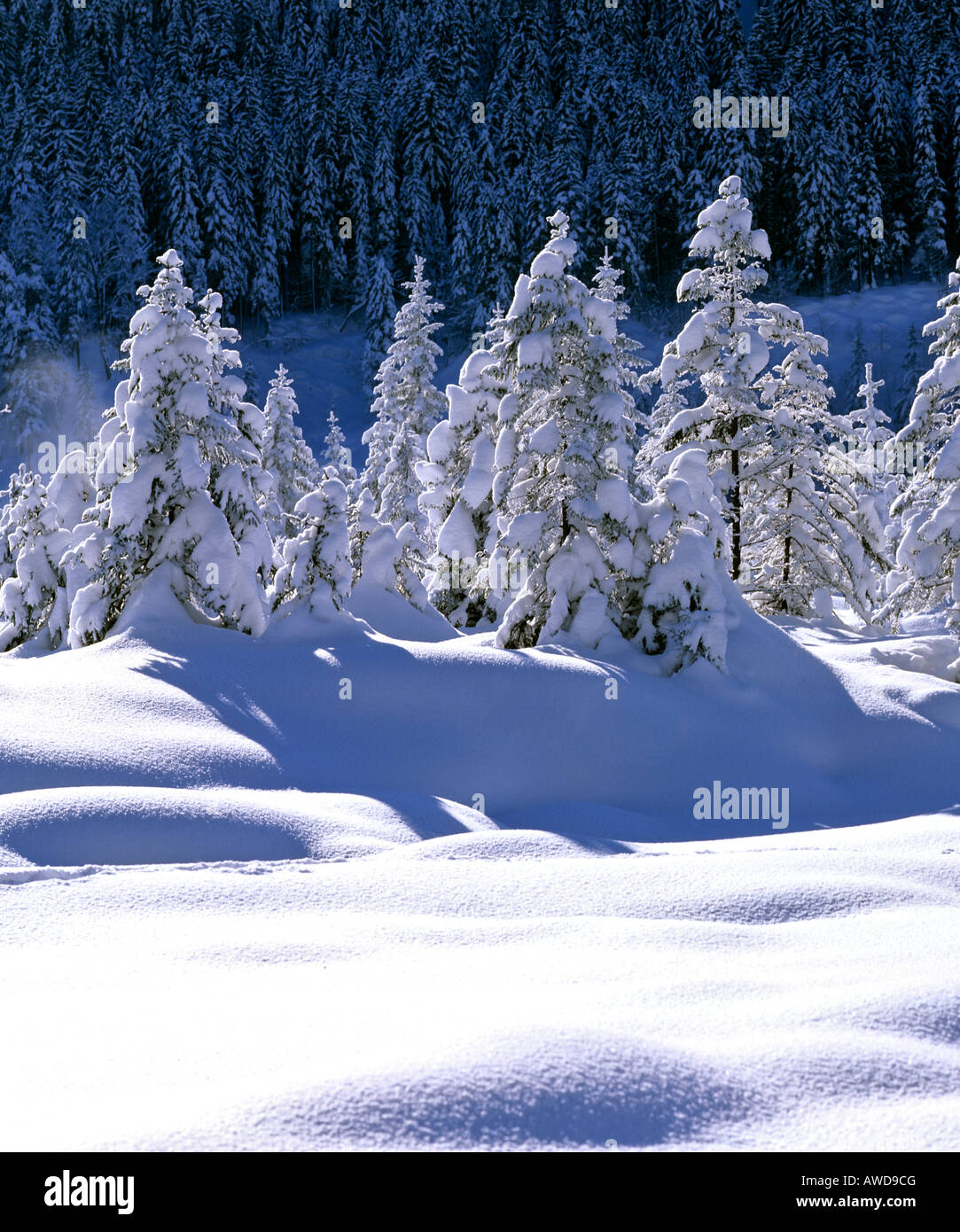 Paesaggio Innevato con cumuli di neve, Foto Stock