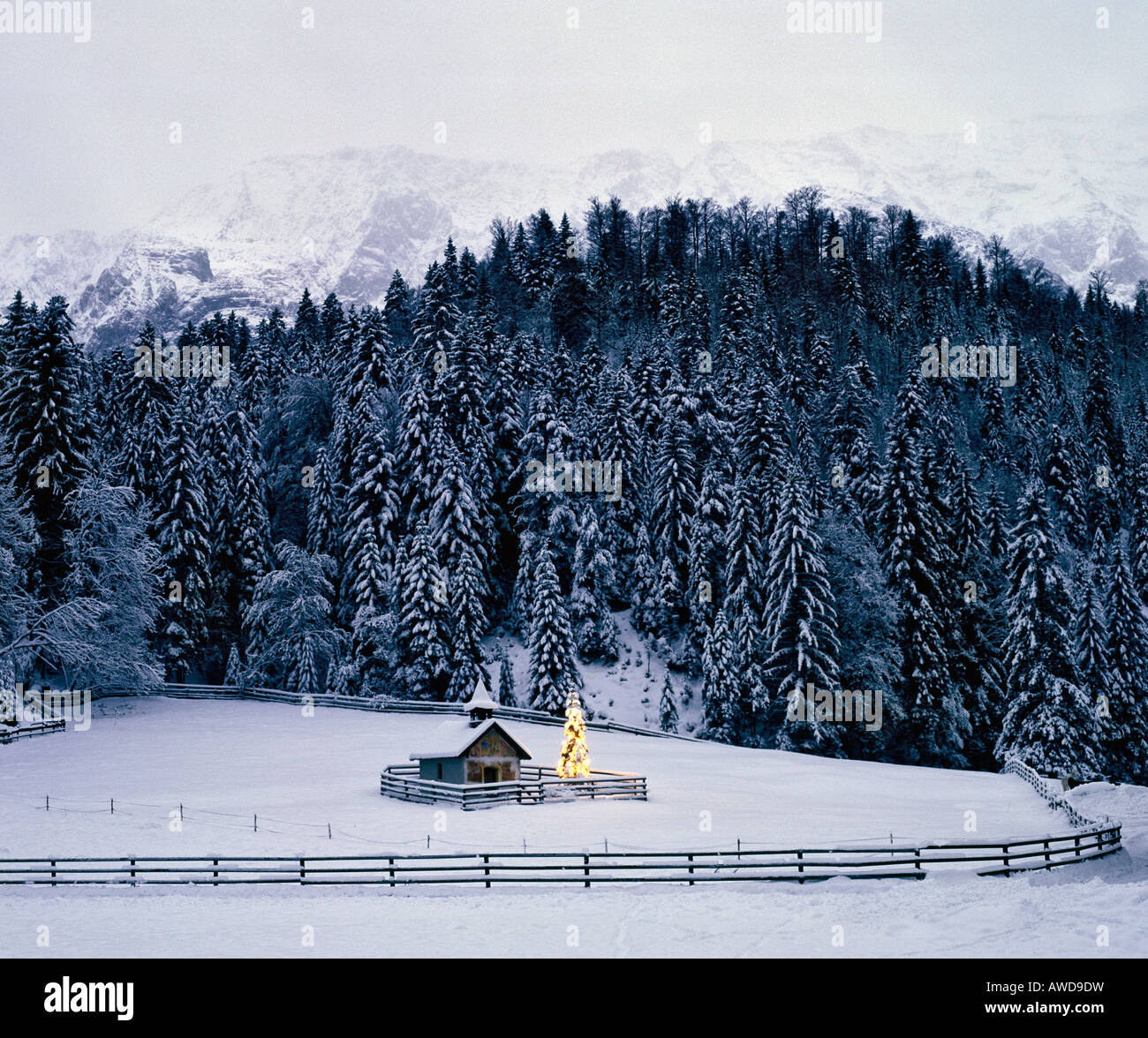 Cappella, albero di Natale vicino Elmau, gamma di Wetterstein, Alta Baviera, Baviera, Germania, Europa Foto Stock