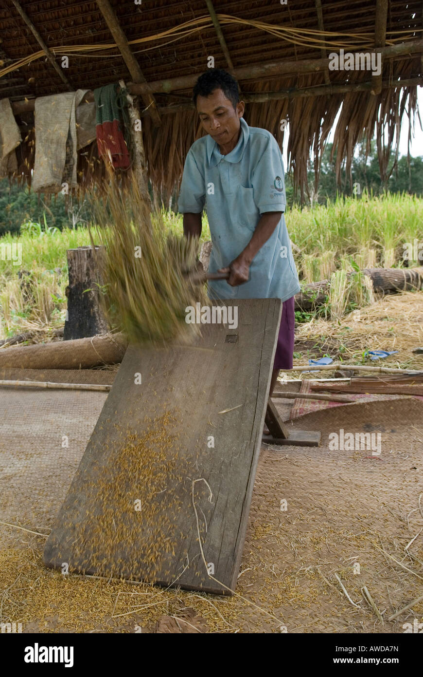 Coltivatore di riso flailing orecchie, Koh Kong Provincia, Cambogia Foto Stock
