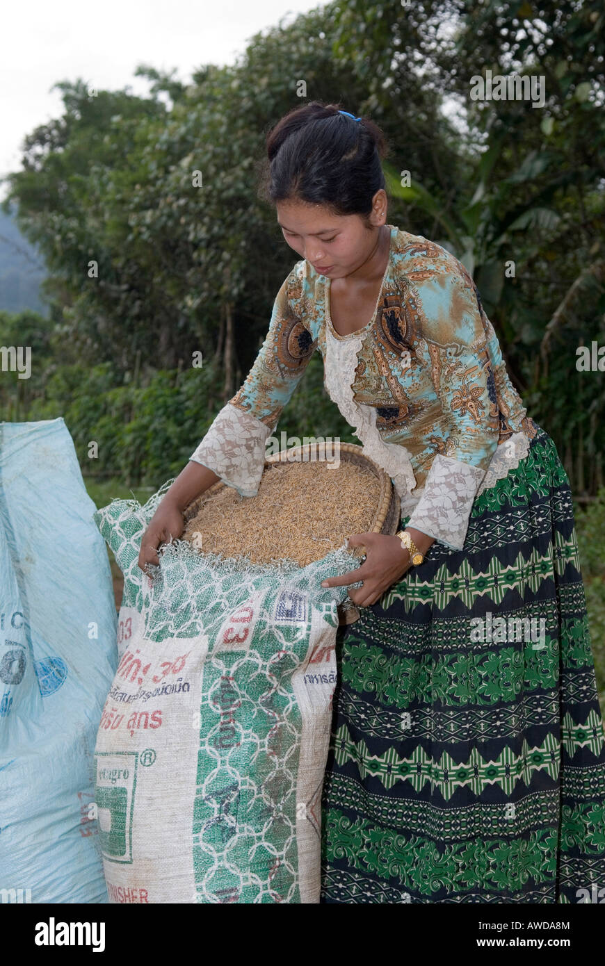 Gli agricoltori donna riso di riempimento in sacchi, in Koh Kong Provincia, Cambogia Foto Stock