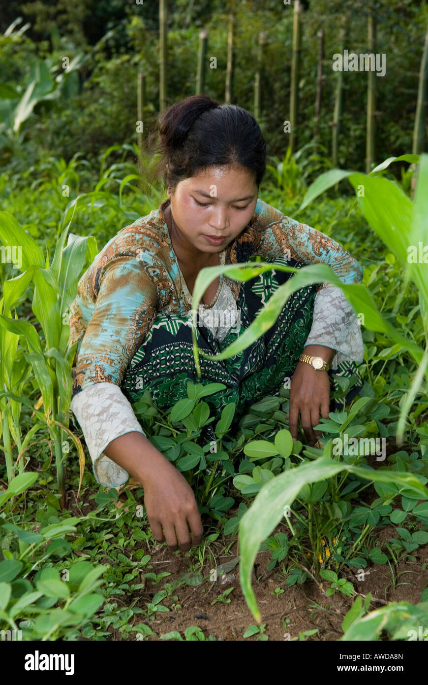 Gli agricoltori Donna al lavoro sul campo, Koh Kong Provincia, Cambogia Foto Stock