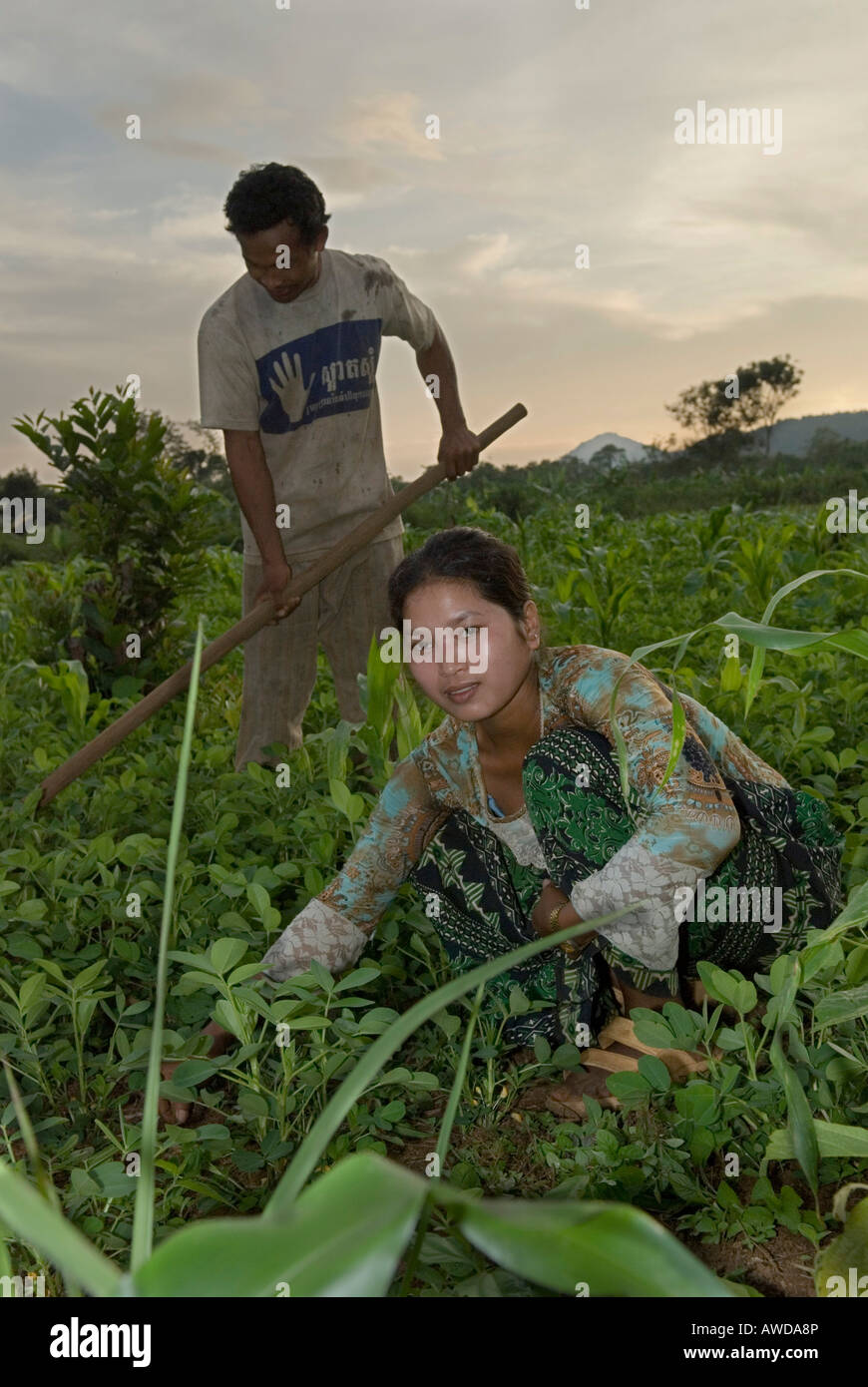 Gli agricoltori al lavoro sul campo, Koh Kong Provincia, Cambogia Foto Stock