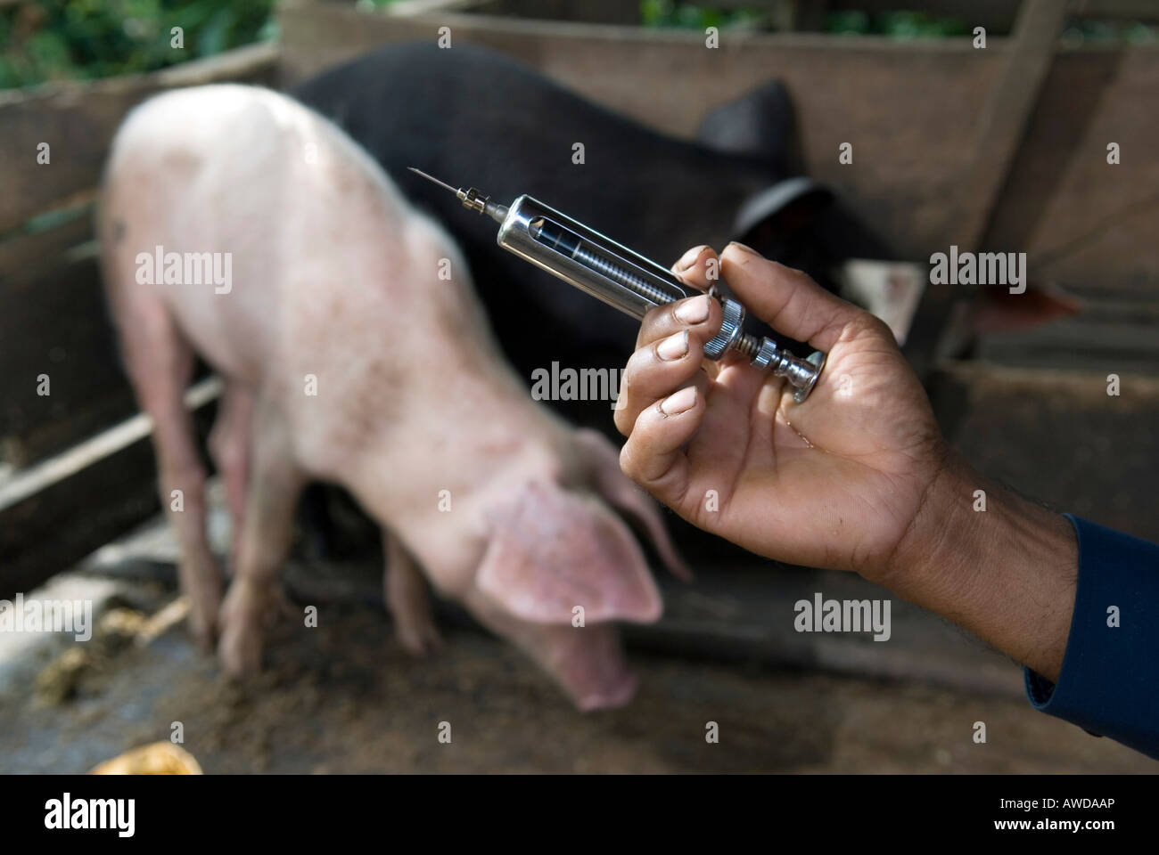 La mano di un medico veterinario con iniezione e bigs, Koh Kong Provincia, Cambogia Foto Stock
