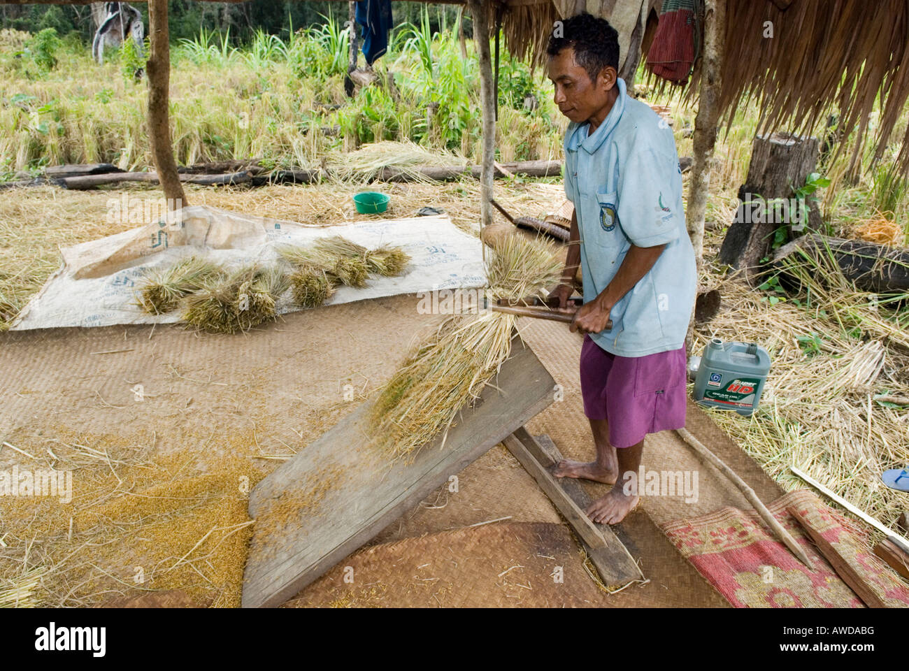 Agricoltore flailing riso, Koh Kong Provincia, Cambogia Foto Stock