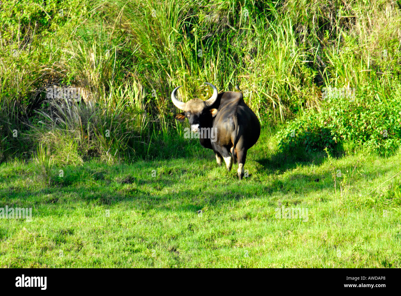 IN GAUR DEL PERIYAR riserva della tigre THEKKADY Foto Stock