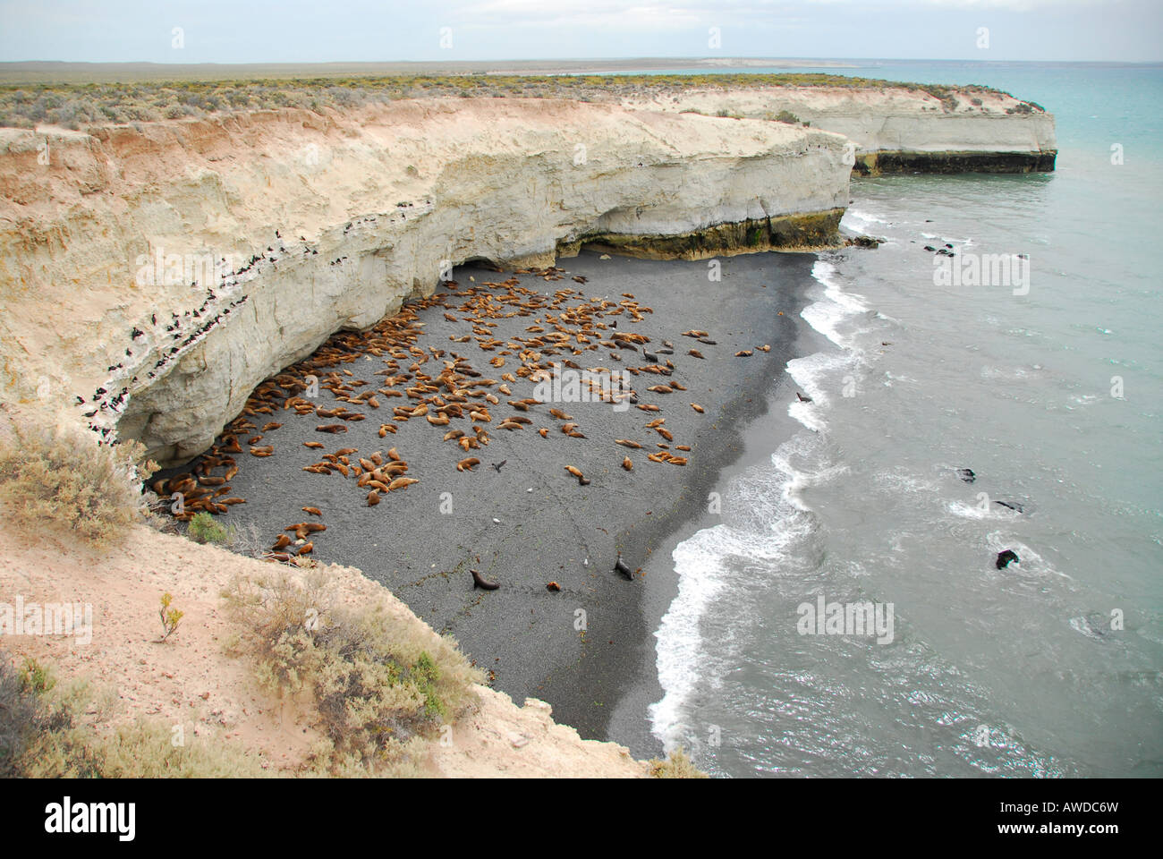 Sea Lion e cormoran colony a Punta Loma, vicino a Puerto Madryn, Chubut provincia, Patagonia, Argentina Foto Stock