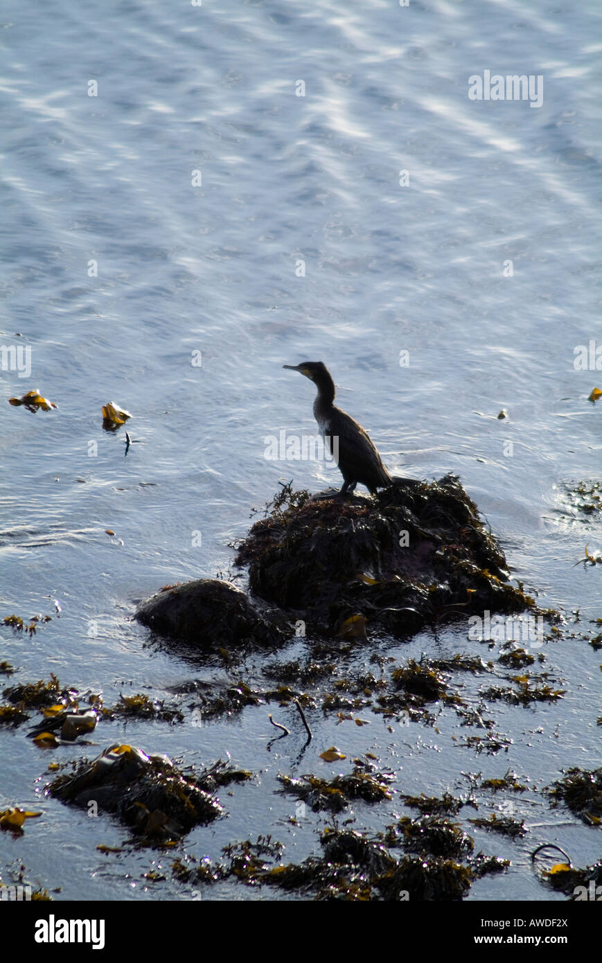 dh cormorani CORMORANI Regno Unito uccello seduto arroccato sulla roccia Orkney falacrocorax carbo pesca uccelli marini britannici scozia Foto Stock