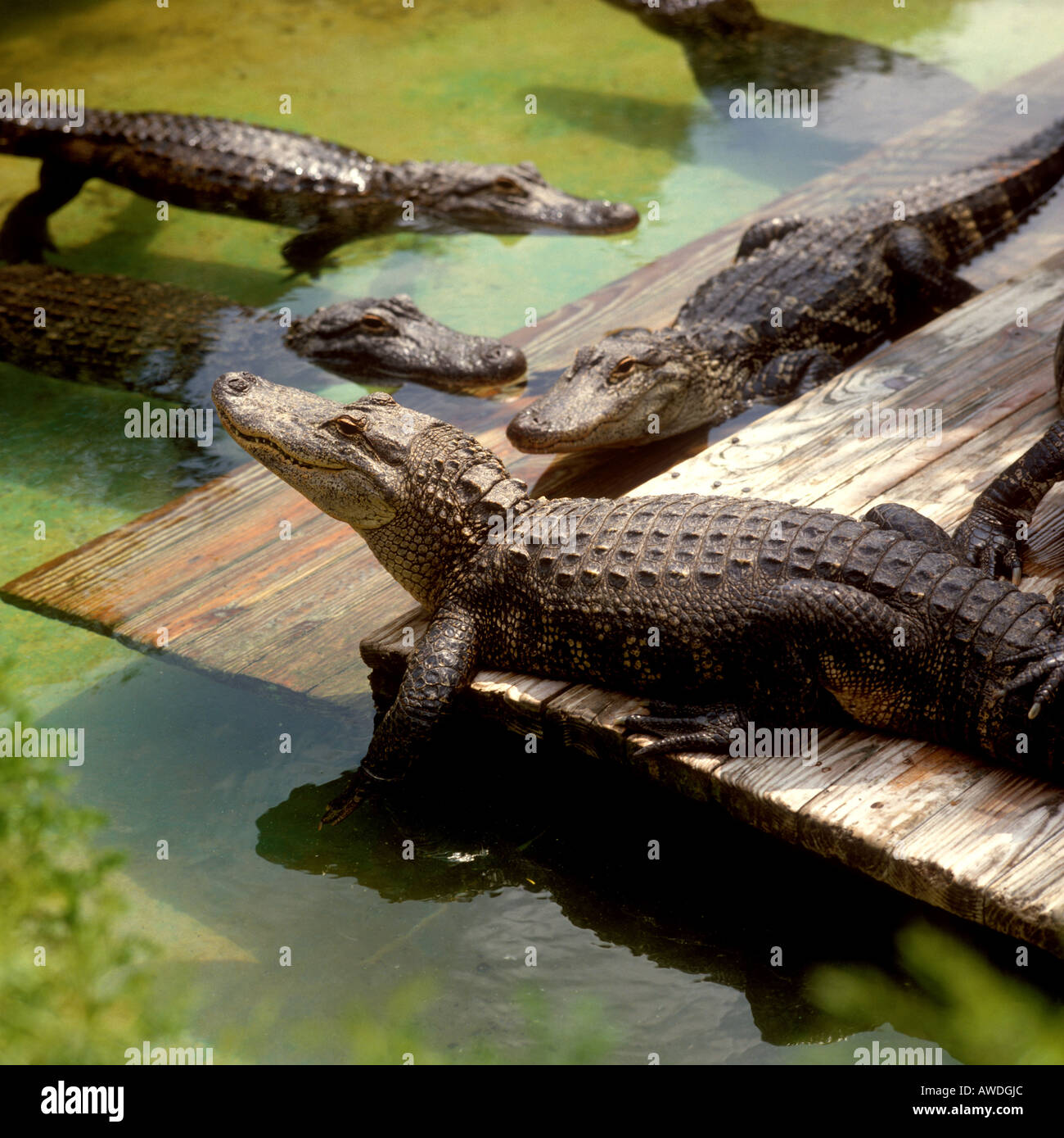 Florida - alligatori in Gatorland vicino a Kissimmee Foto Stock