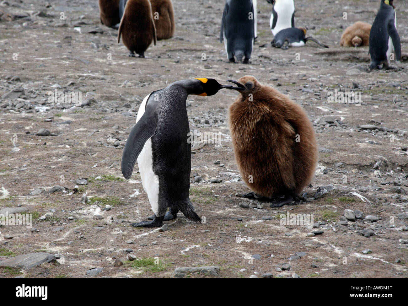 Madre re penguin alimentando il suo bambino Okum Boy Foto Stock