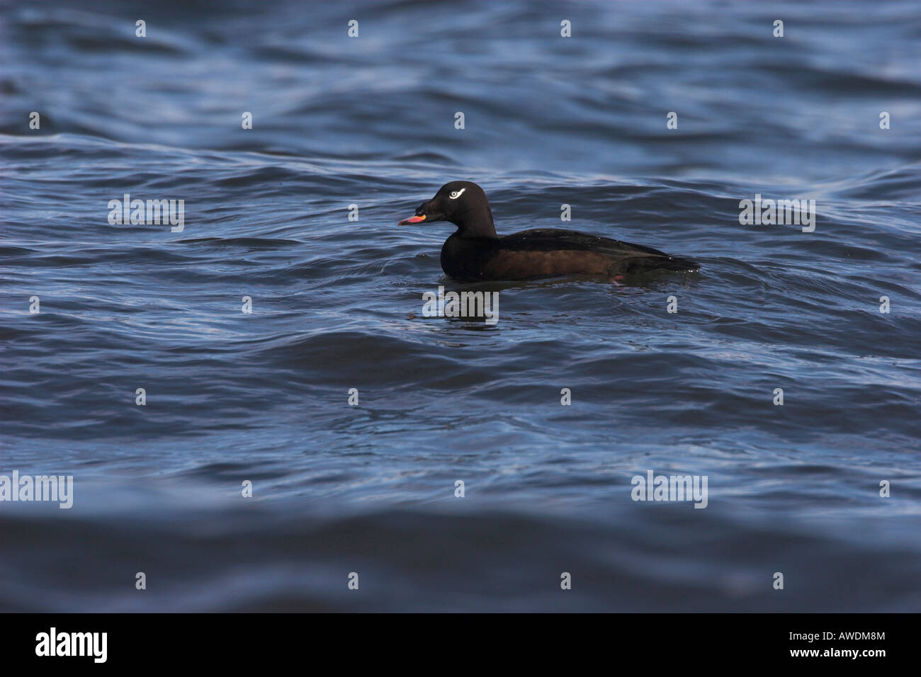 Bianco-winged Orchetto Melanitta fusca maschio su ocean a Lantzville Isola di Vancouver BC Canada Foto Stock