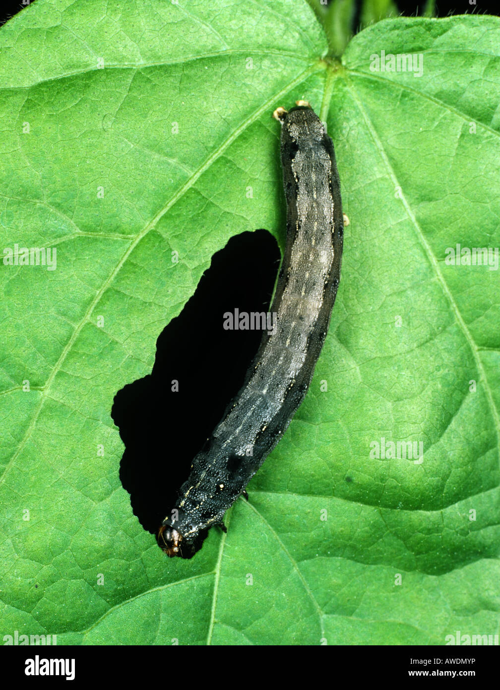 Il cotone leafworm Spodoptera littoralis caterpillar alimentazione su una foglia di cotone Foto Stock