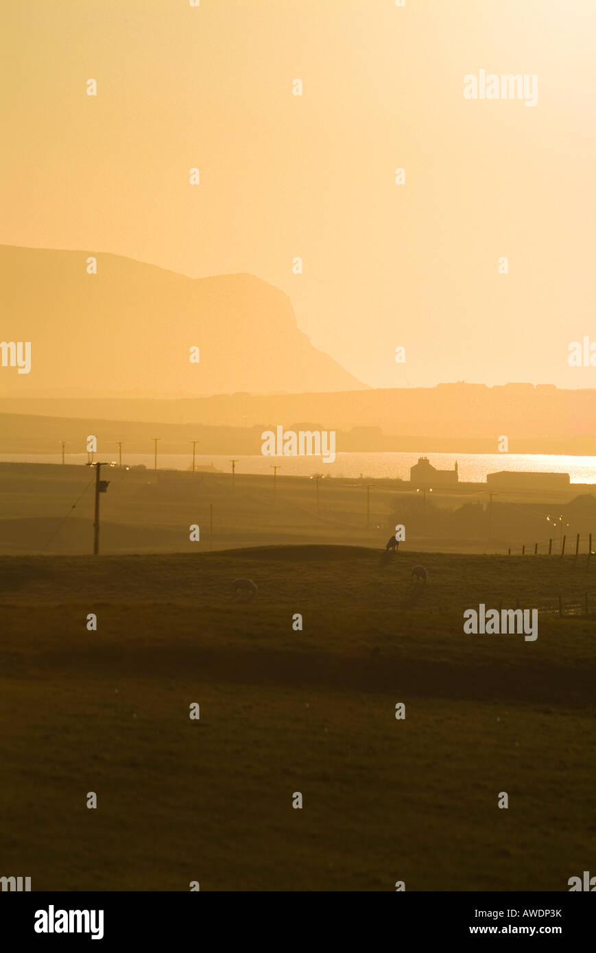 Dh Loch di Harray HARRAY ORKNEY pecore nel campo arancione tramonto tramonto Foto Stock