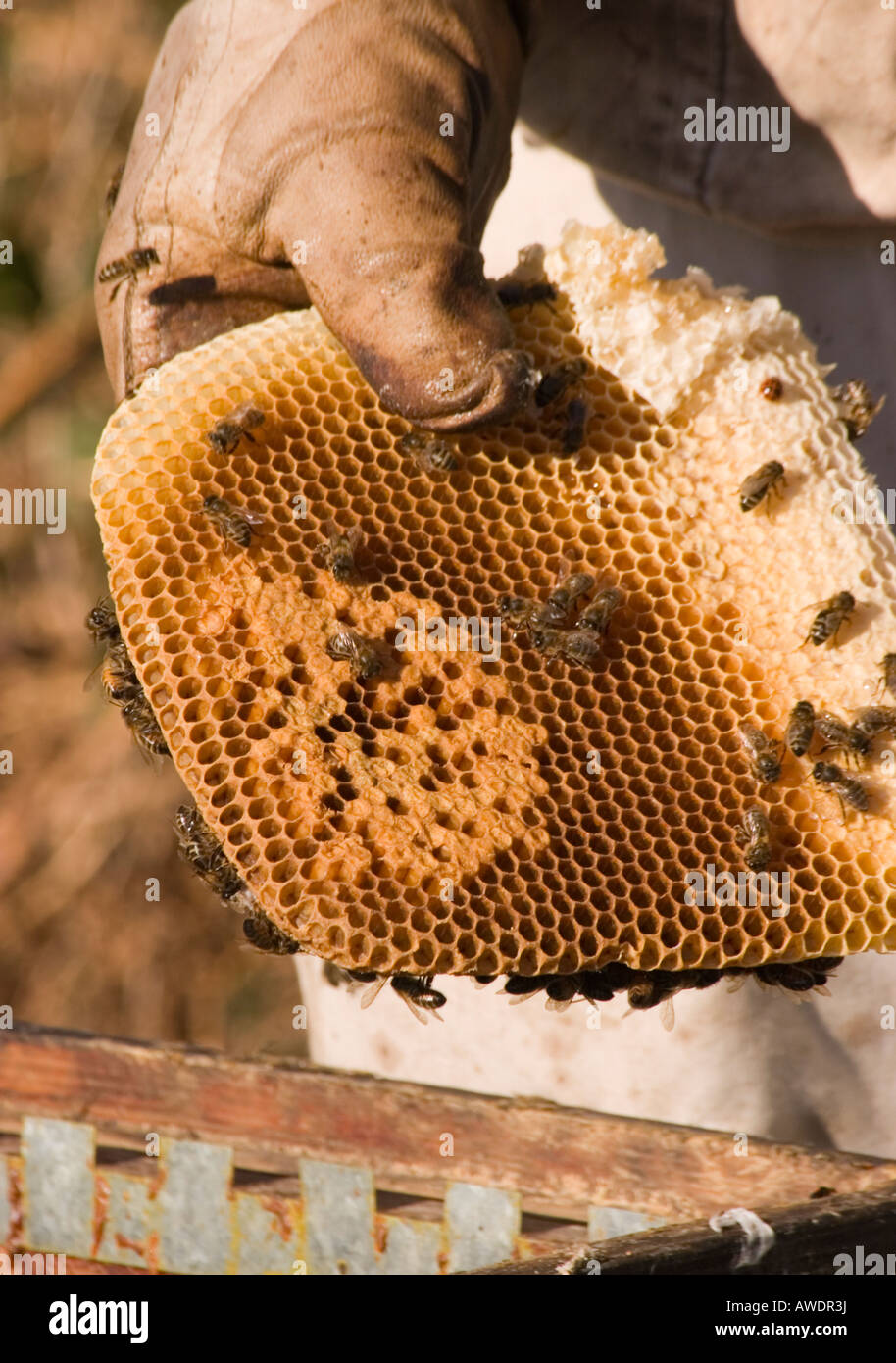 Bee Keeper tenendo un favo di miele da un alveare con le api e le uova Foto Stock Bee Keeper tenendo un favo di miele da un alveare con le api e le uova Foto Stock