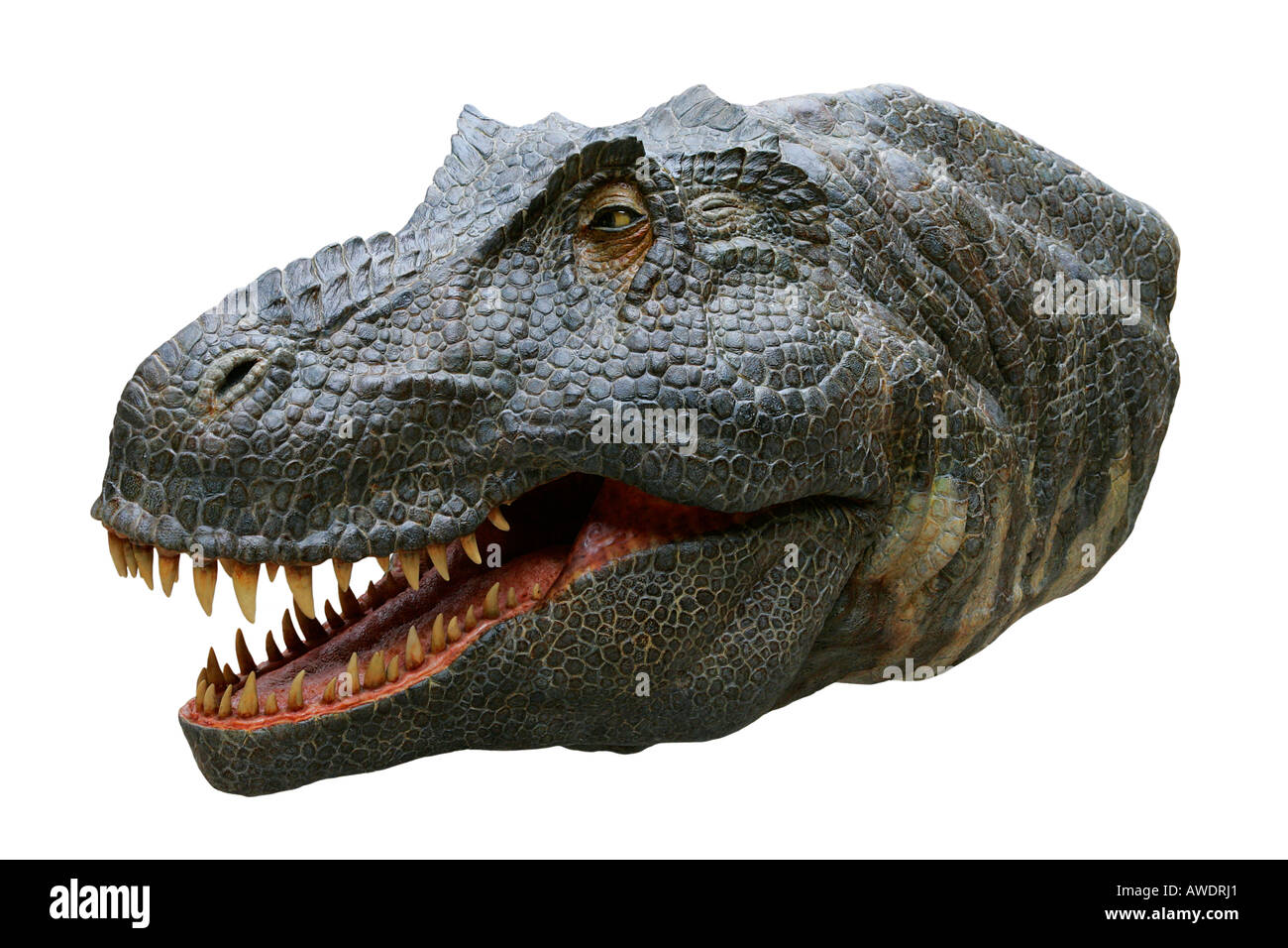Dino Dinosauro Rettile fossile ricostruzione predatore estinto modello antico presentano tagliati ritagliato sullo sfondo bianco contorno Foto Stock
