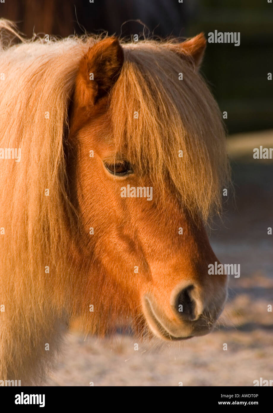 Pony Shetland su un gelido mattino Foto Stock