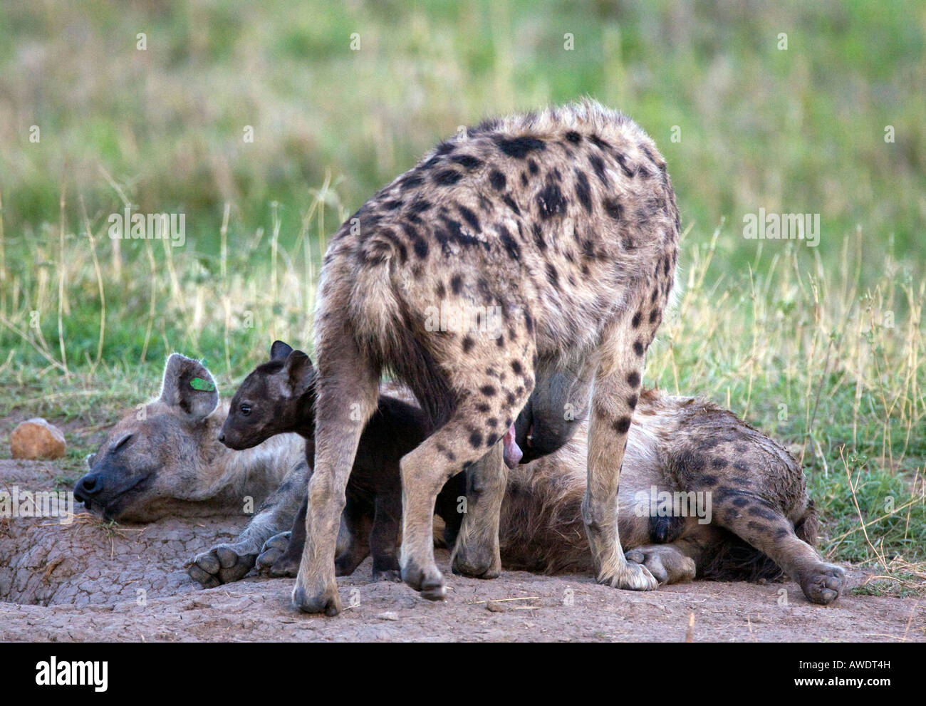 Spotted Hyena (crocuta crocuta) con cub aka ridere iena Foto Stock