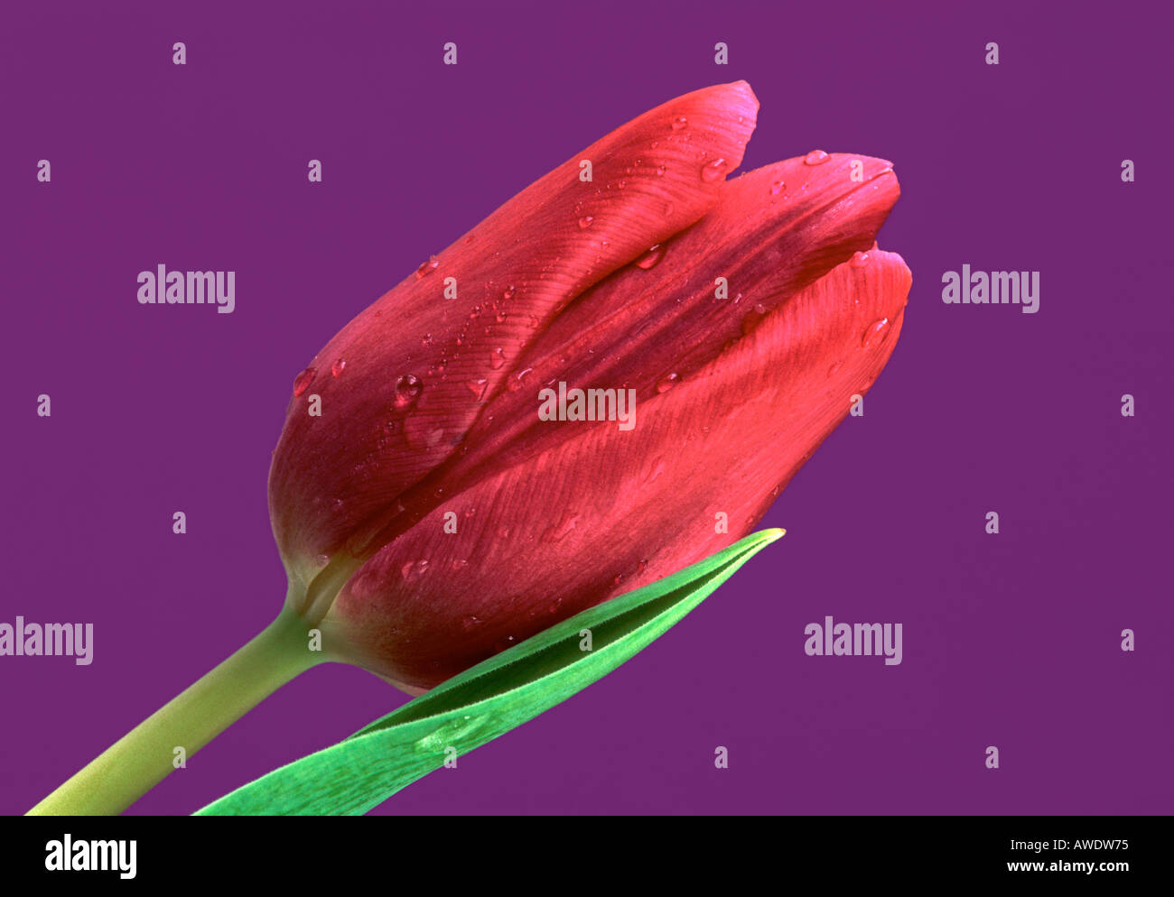 Tulipano rosa su sfondo viola Foto Stock