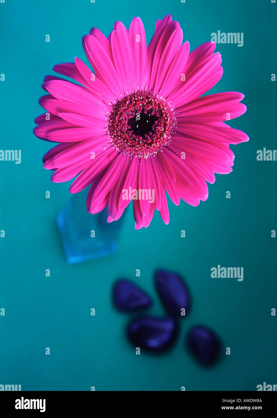 Pink Gerbera in vaso di vetro Foto Stock