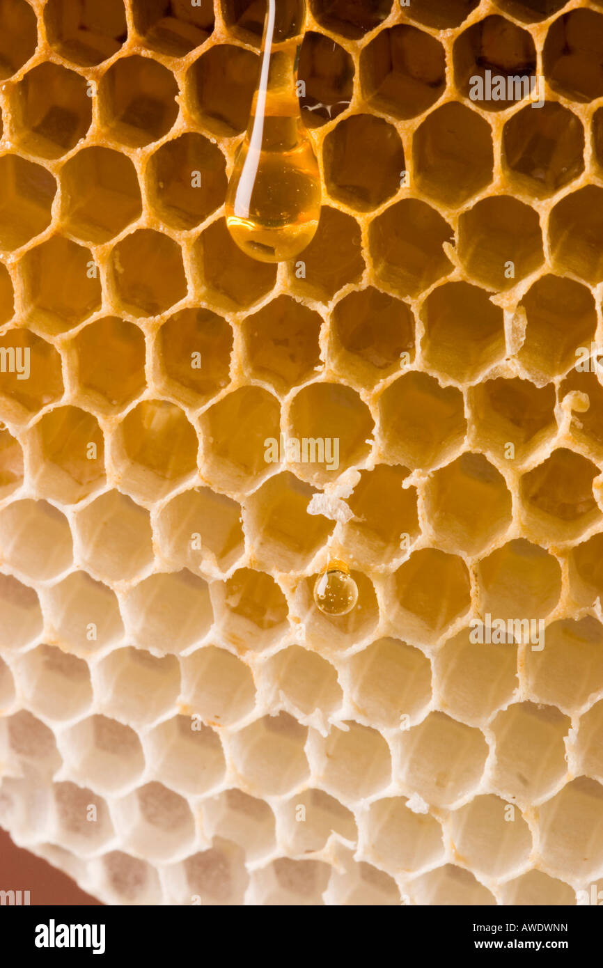 Favo di miele naturale da un alveare con miele il gocciolamento da esso Foto Stock