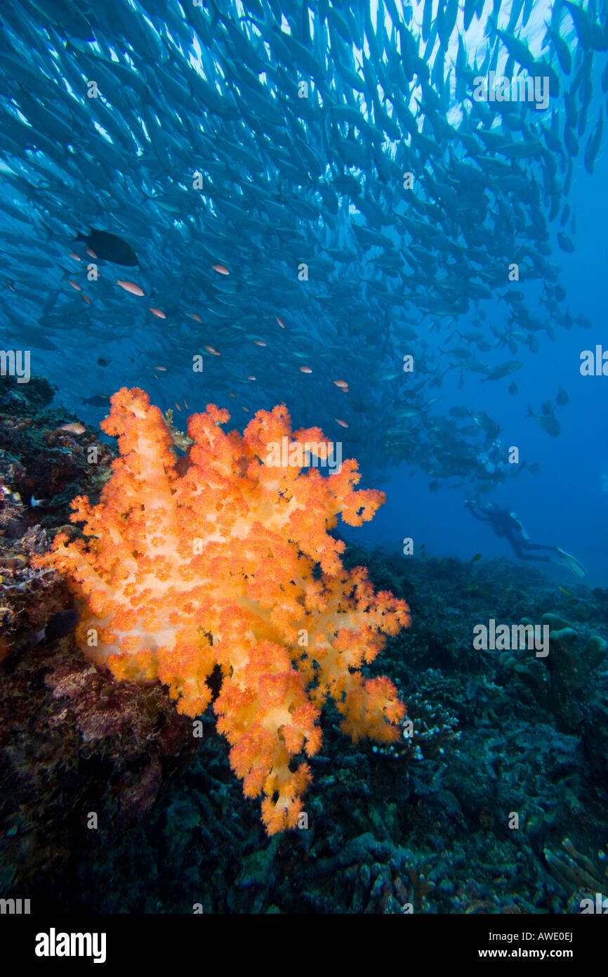 Alcionario corallo morbido con un subacqueo e la scolarizzazione Jack obeso, Caranx sexfasciatus, Sipidan Isola, Malaysia. Foto Stock