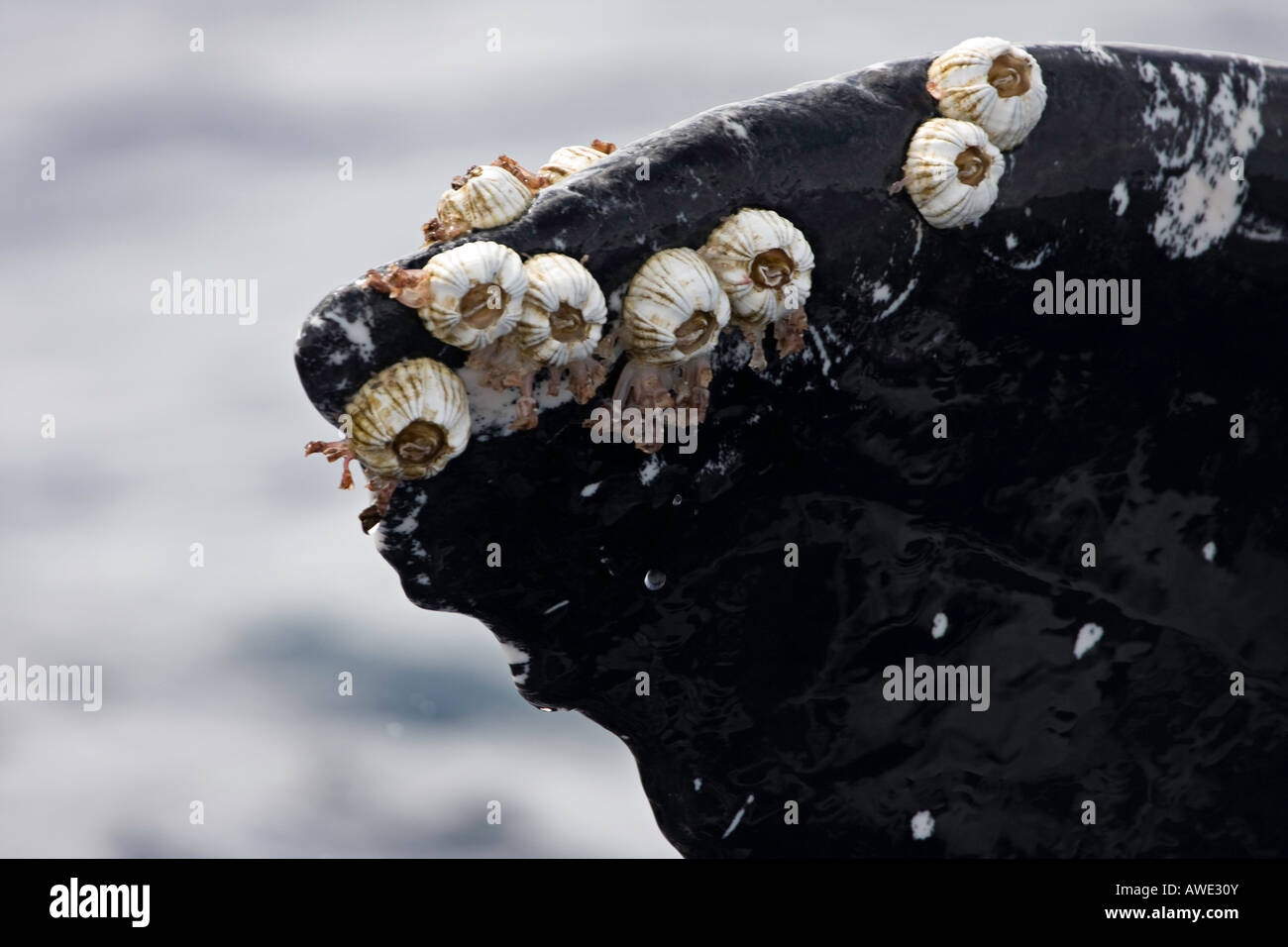 Acorn barnacles e collo d'oca cirripedi attaccato ad un Humpback Whale coda, Megaptera novaeangliae, Hawaii. Foto Stock