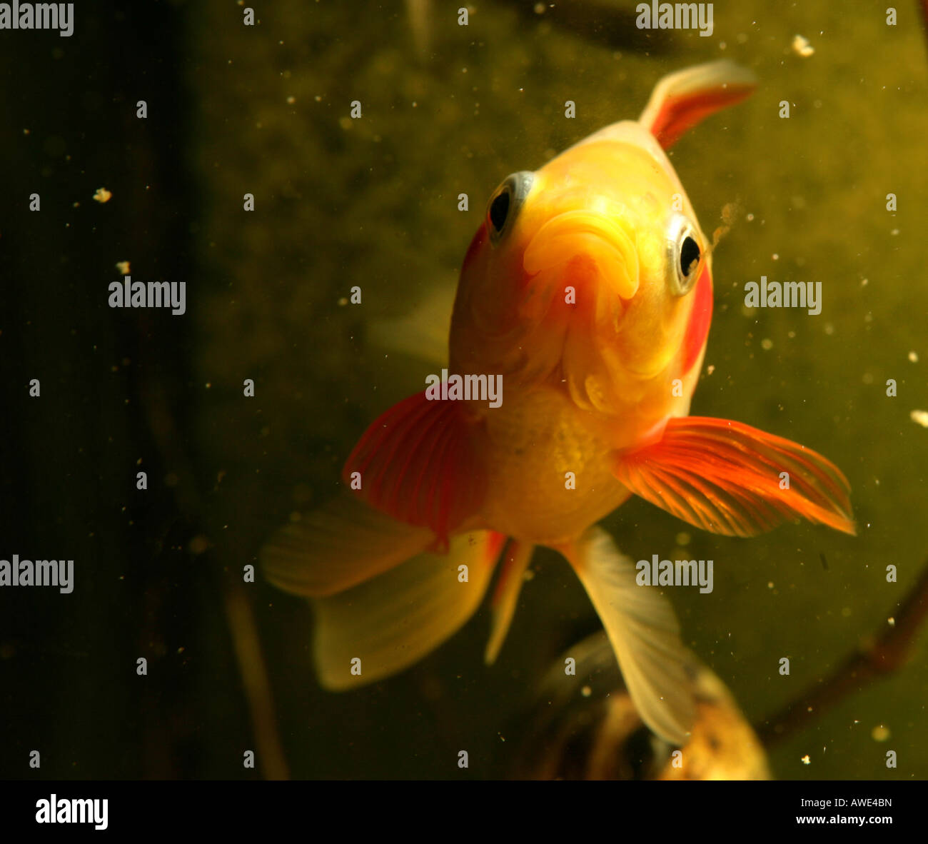 Saras Comet Goldfish goldfish Foto Stock